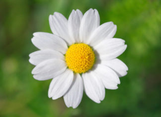 Camomilla 741 0 079 Camomilla